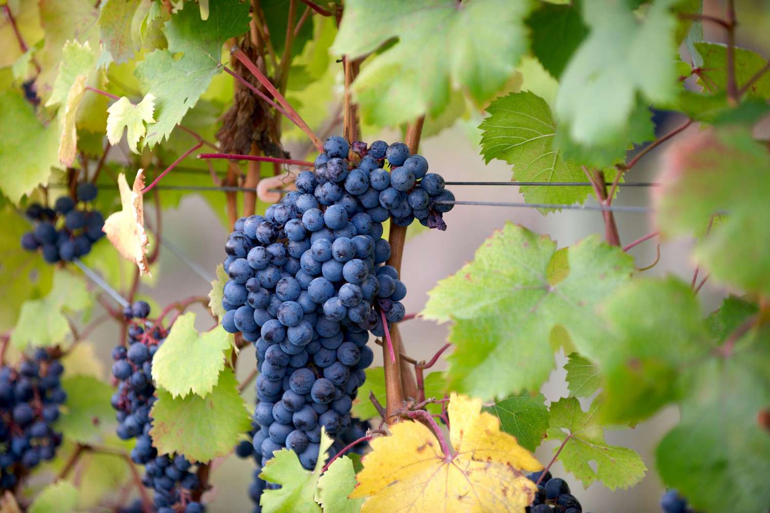 vineyard of purple grapes