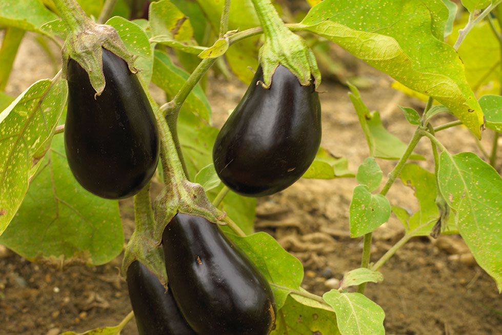 italian eggplants on vine