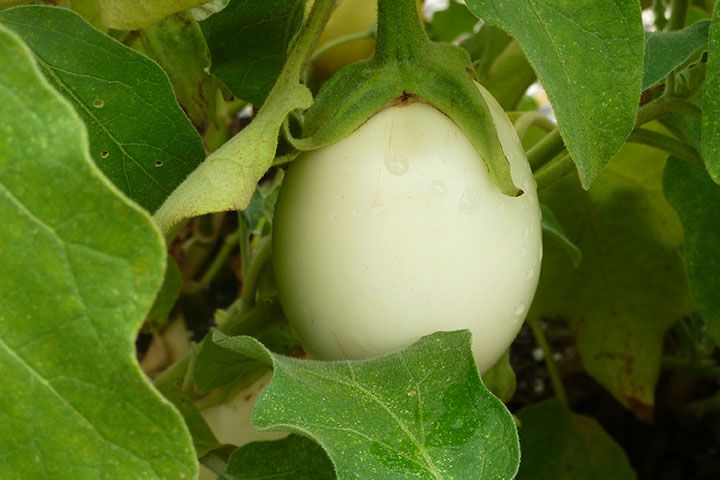 white eggplants on vine