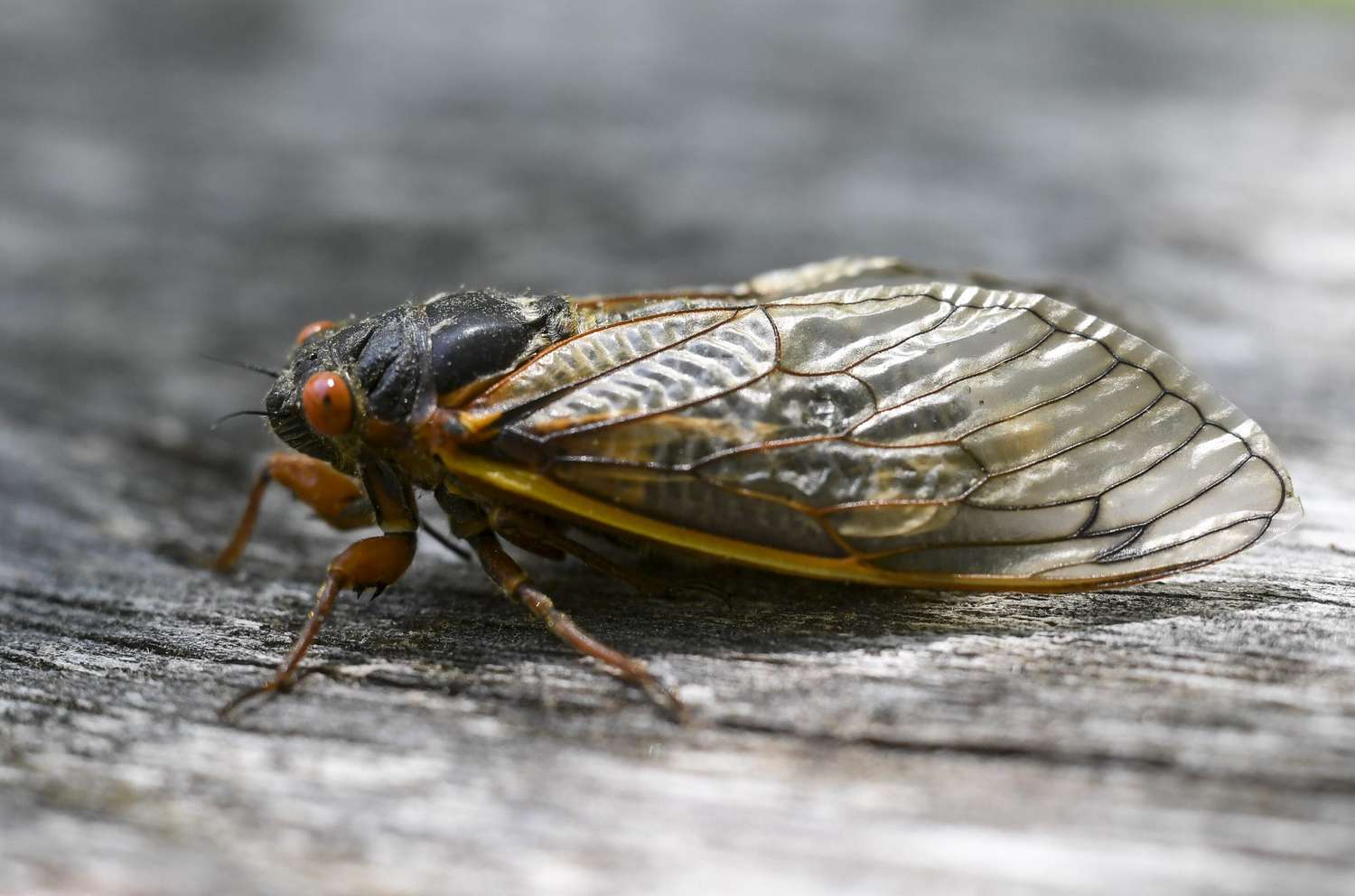 Brood X Cicadas Emerging In Pennsylvania