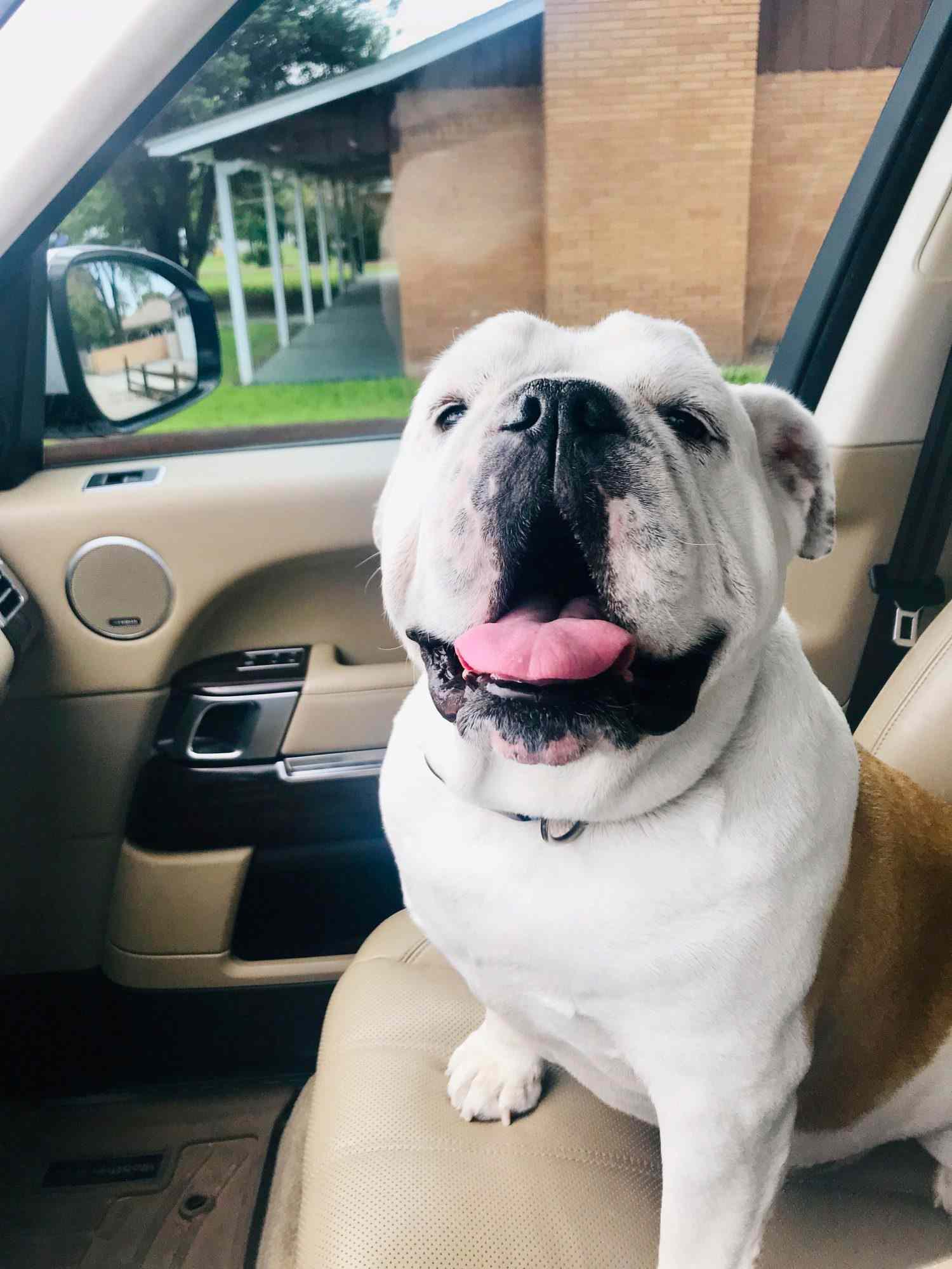 English Bulldog named Tito on a car seat