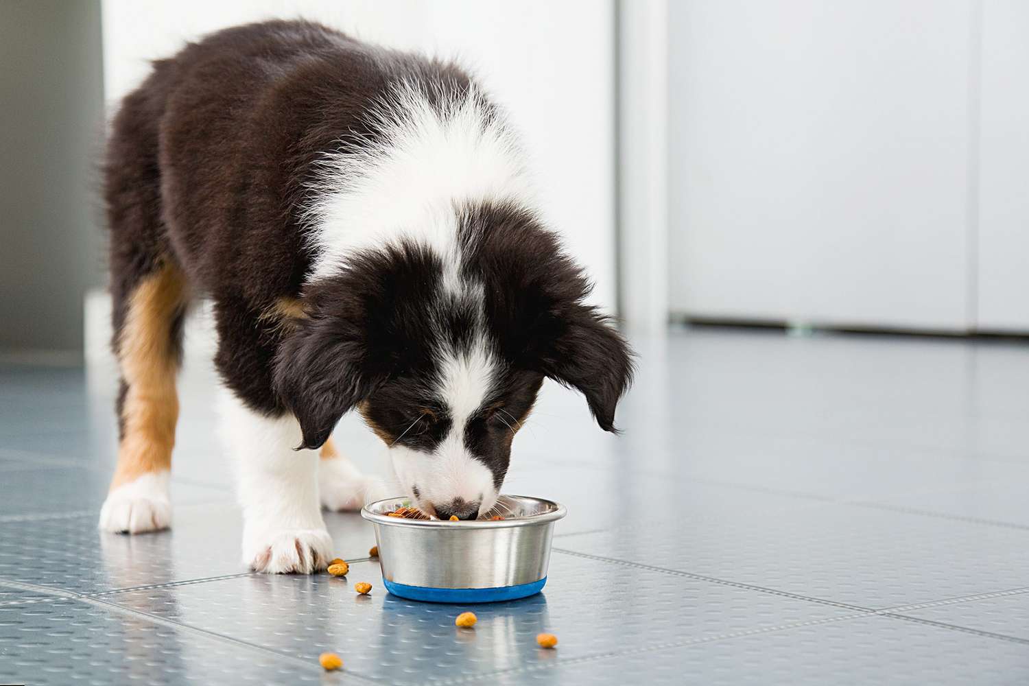 border collie puppy eating dog food from a bowl
