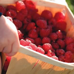 raspberries.jpg