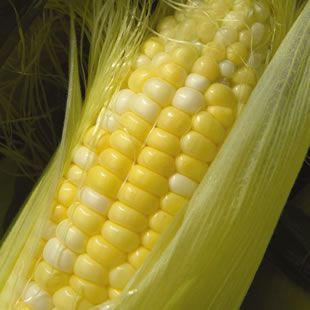 corn_silk.jpg