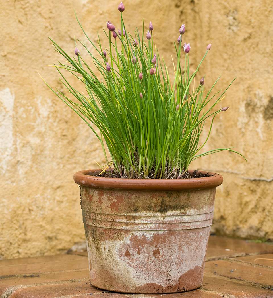 chives in a pot