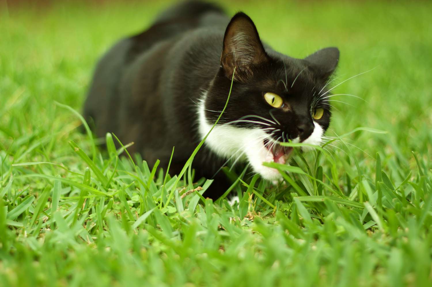 Kitten eating grass