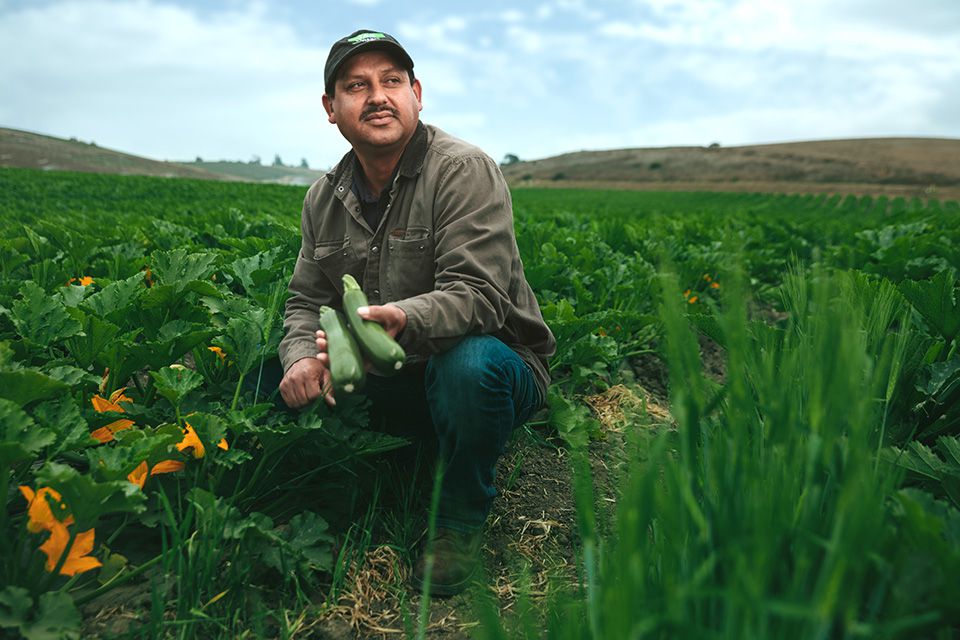 Tony Serrano in the zucchini fields