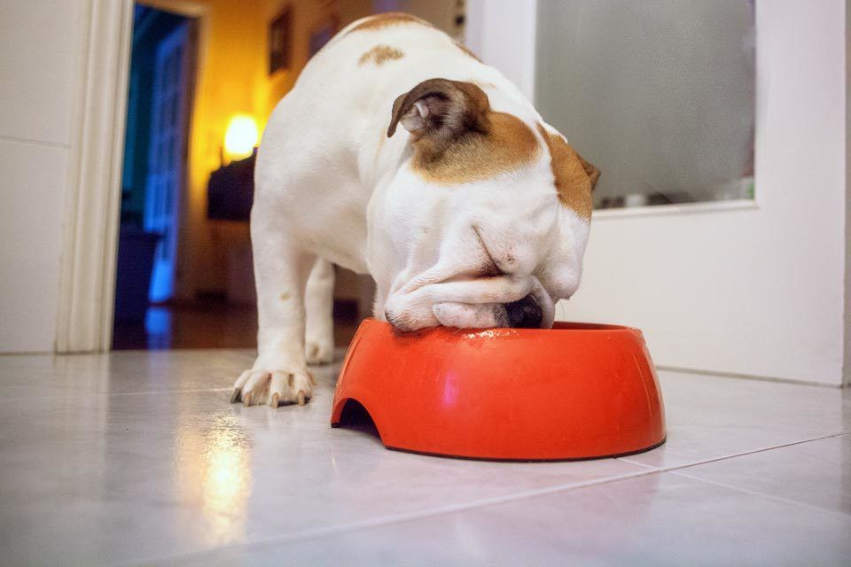 bulldog eating dog food out of a red dog bowl