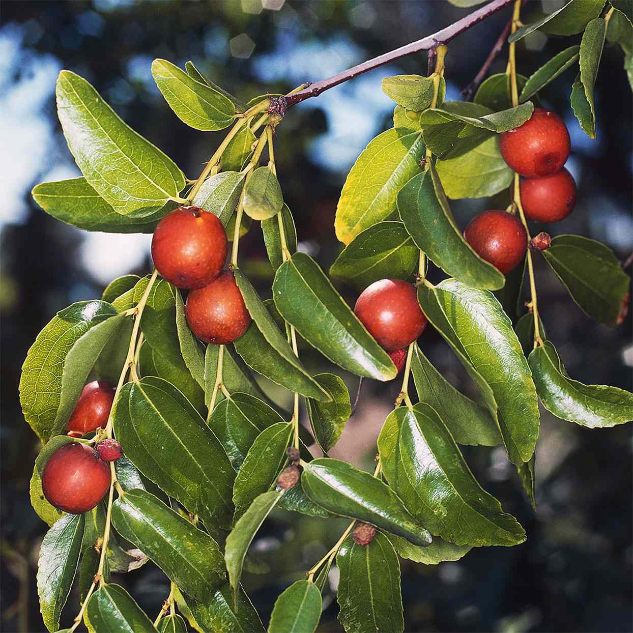 Jujube Fruit: Everything You Need to Know | EatingWell