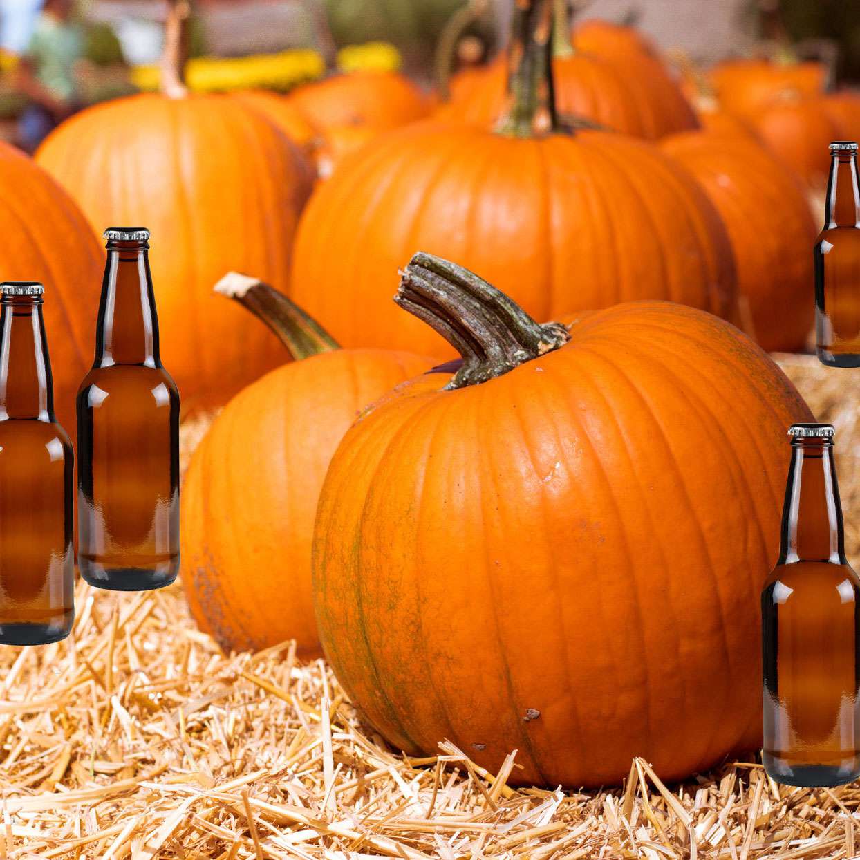 Pumpkins with beer bottles placed around them