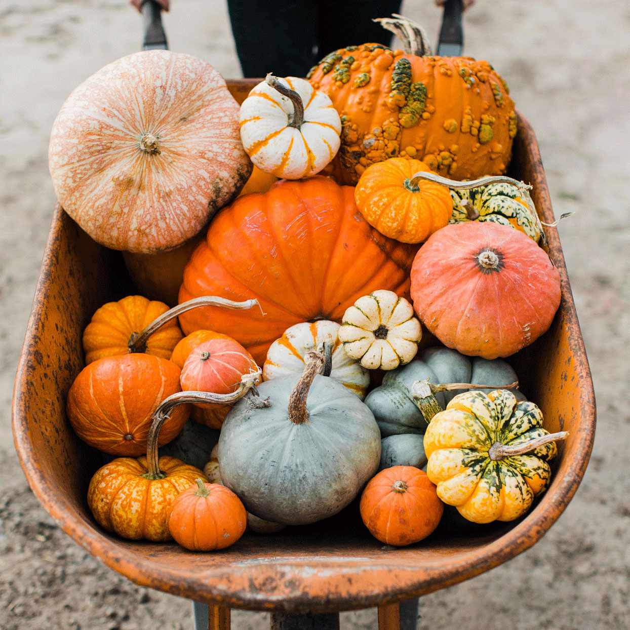 Everything You Need to Know About Pumpkins | EatingWell