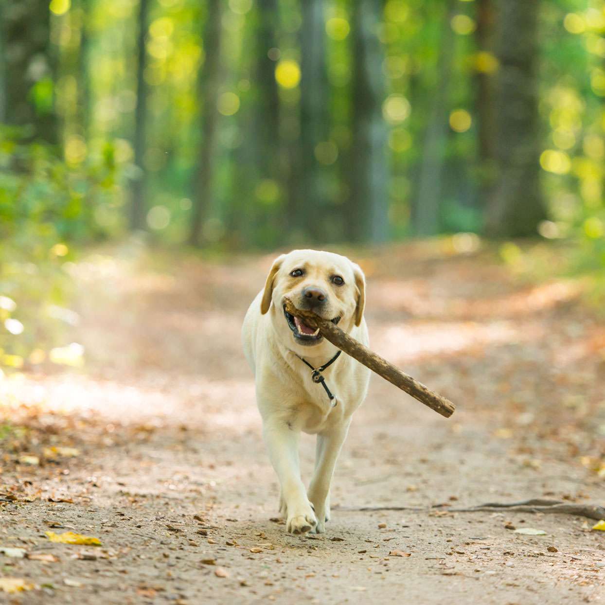 yellow lab carrying a stick and looking happy