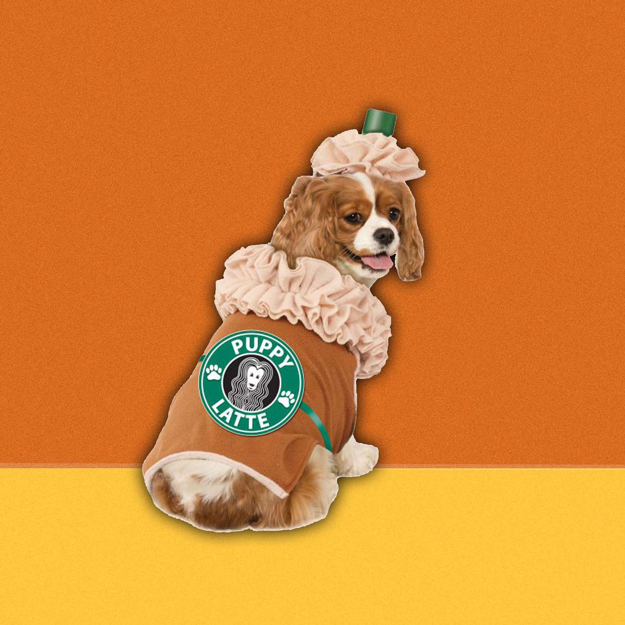 dog in a "Puppy Latte" costume