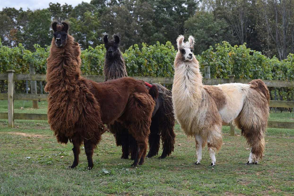 llamas standing in a field