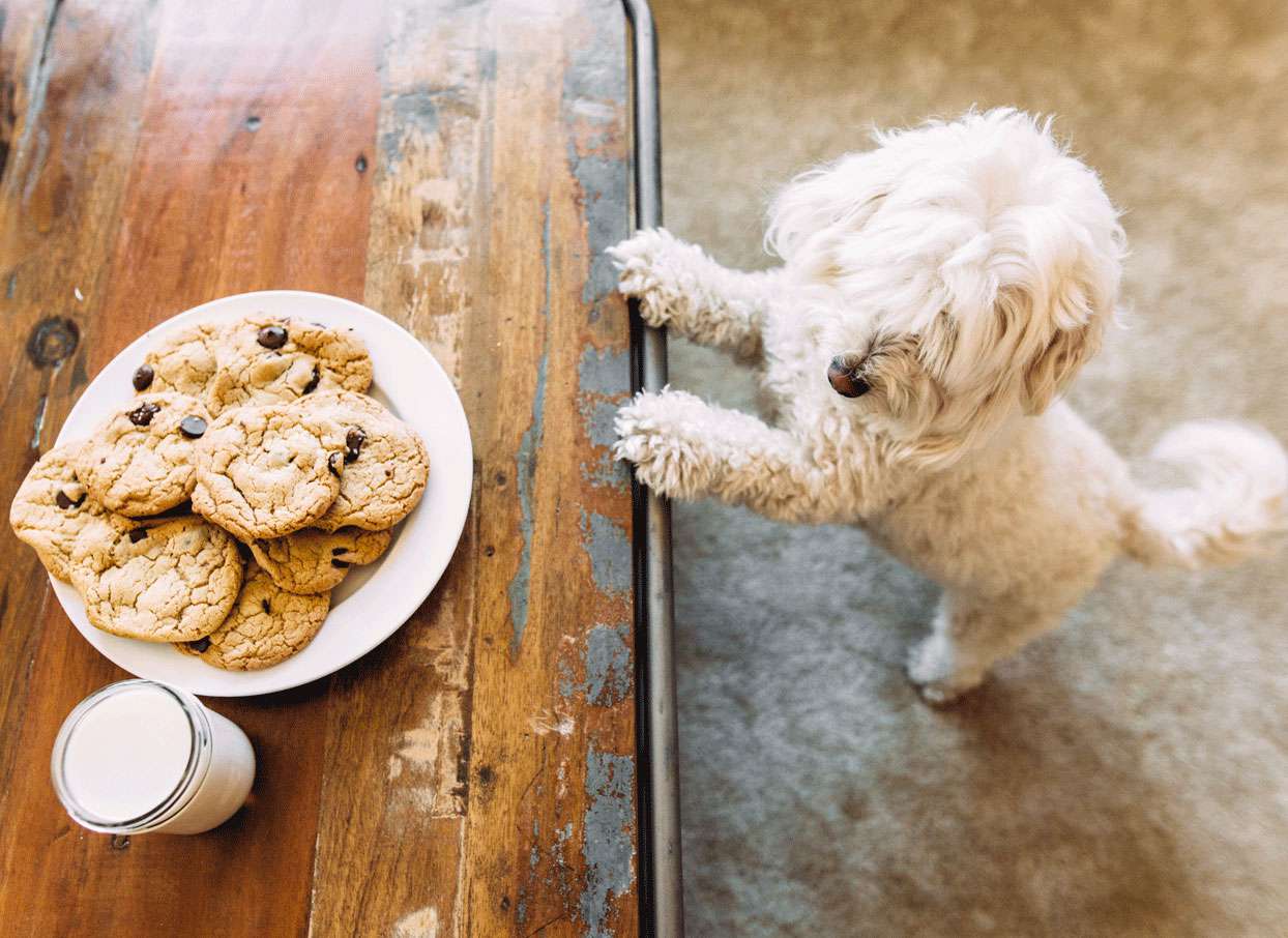 Cute dog begging for a plate of chocolate chip cookies