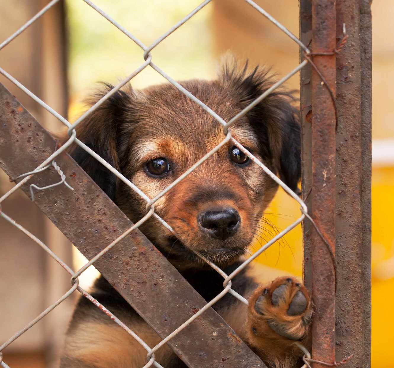 puppy peeking through a gate