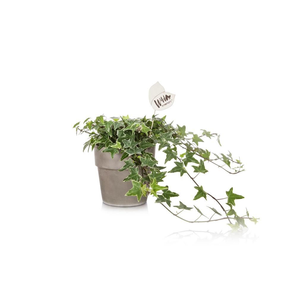 english ivy in terracotta pot