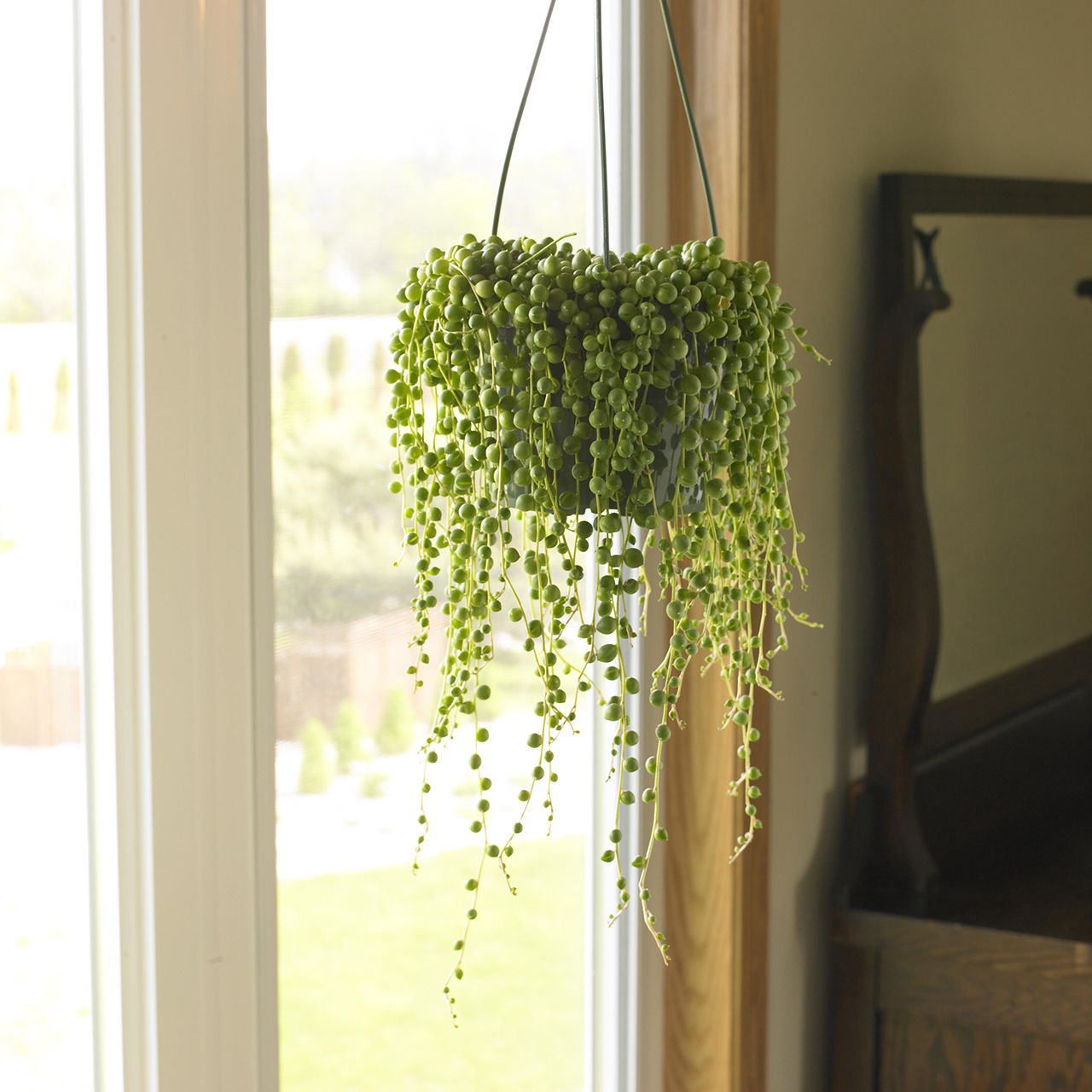 String of Beads hanging plant