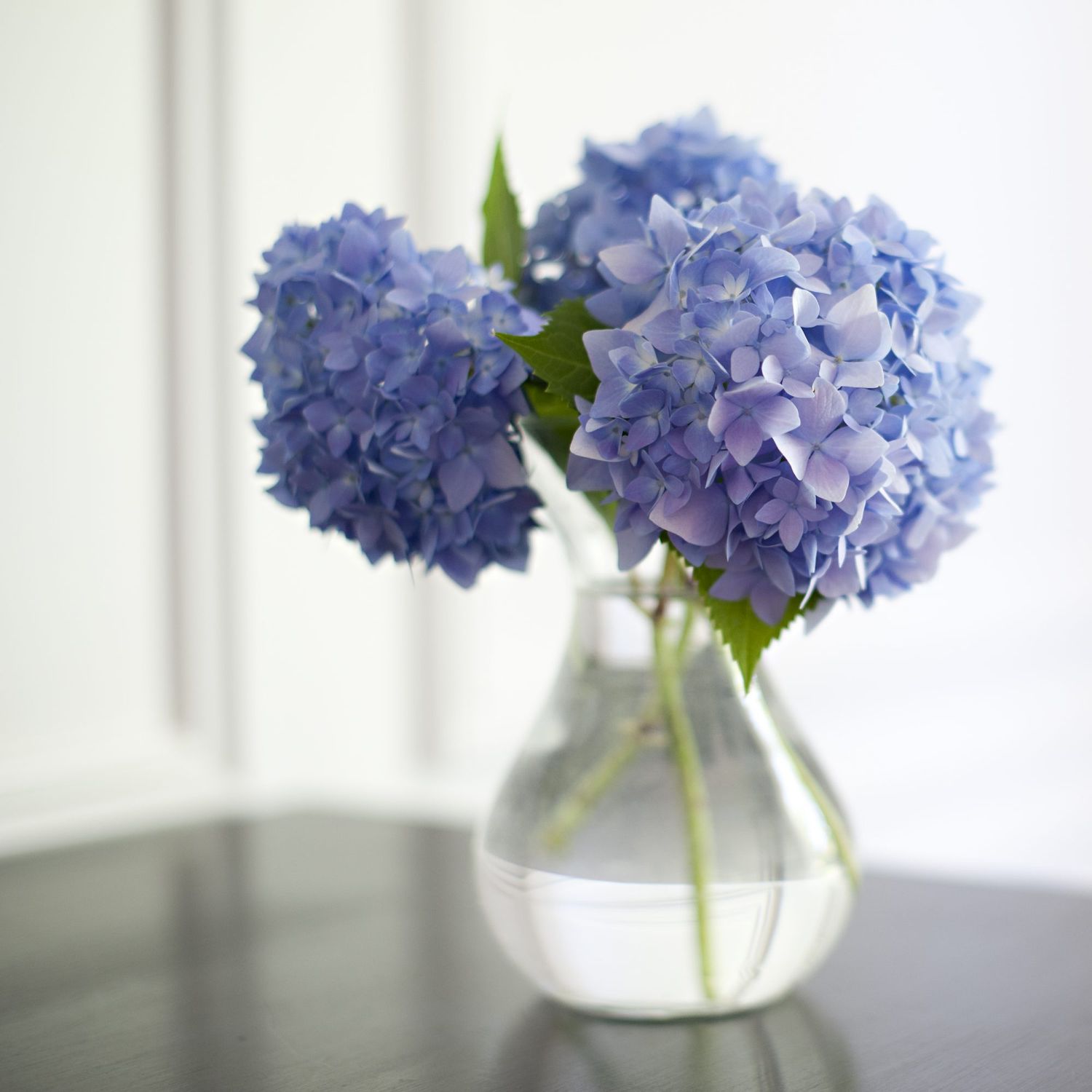 blue hydrangeas in vase