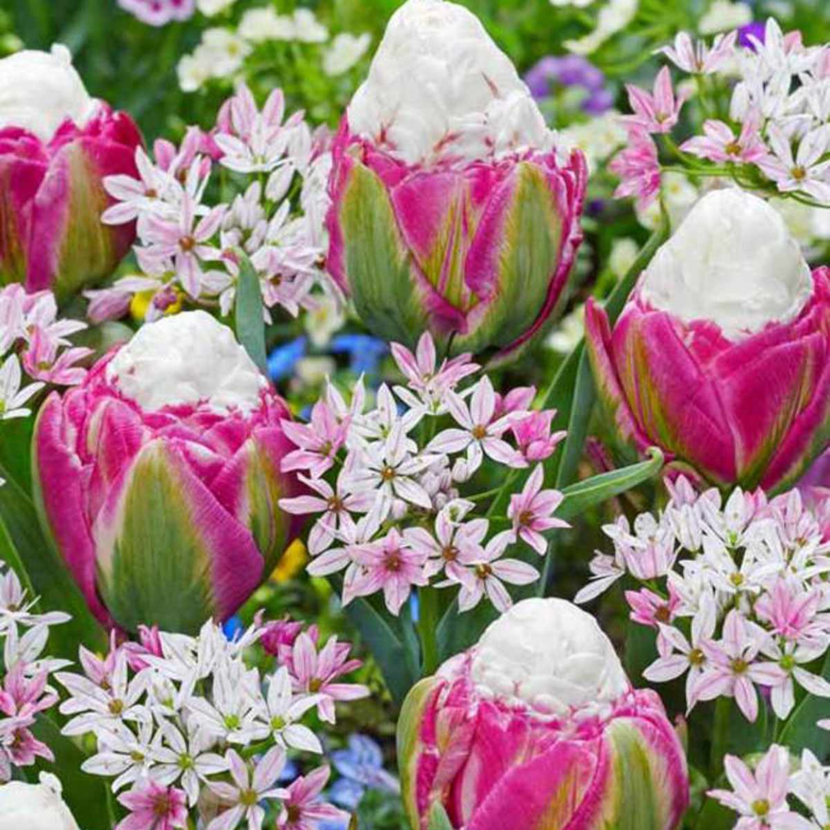 raspberry sundae tulips