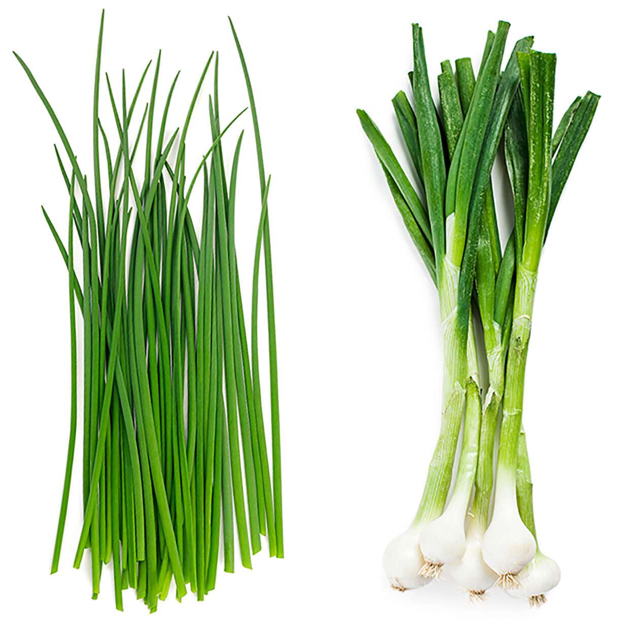 Chives vs. Green Onions