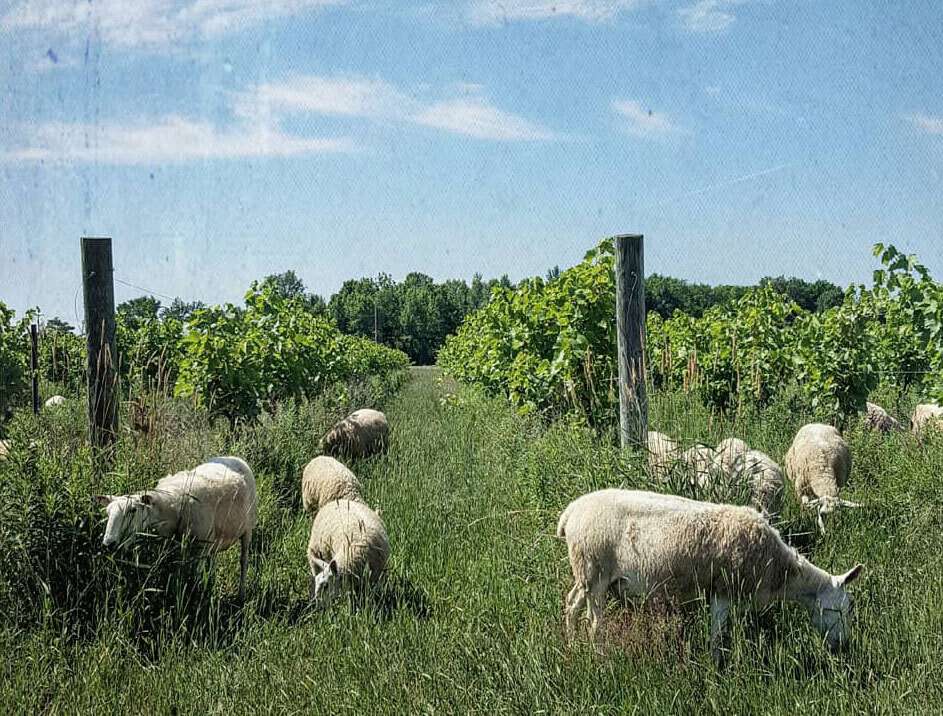 sheep grazing among the grape vines at la garagista vineyard