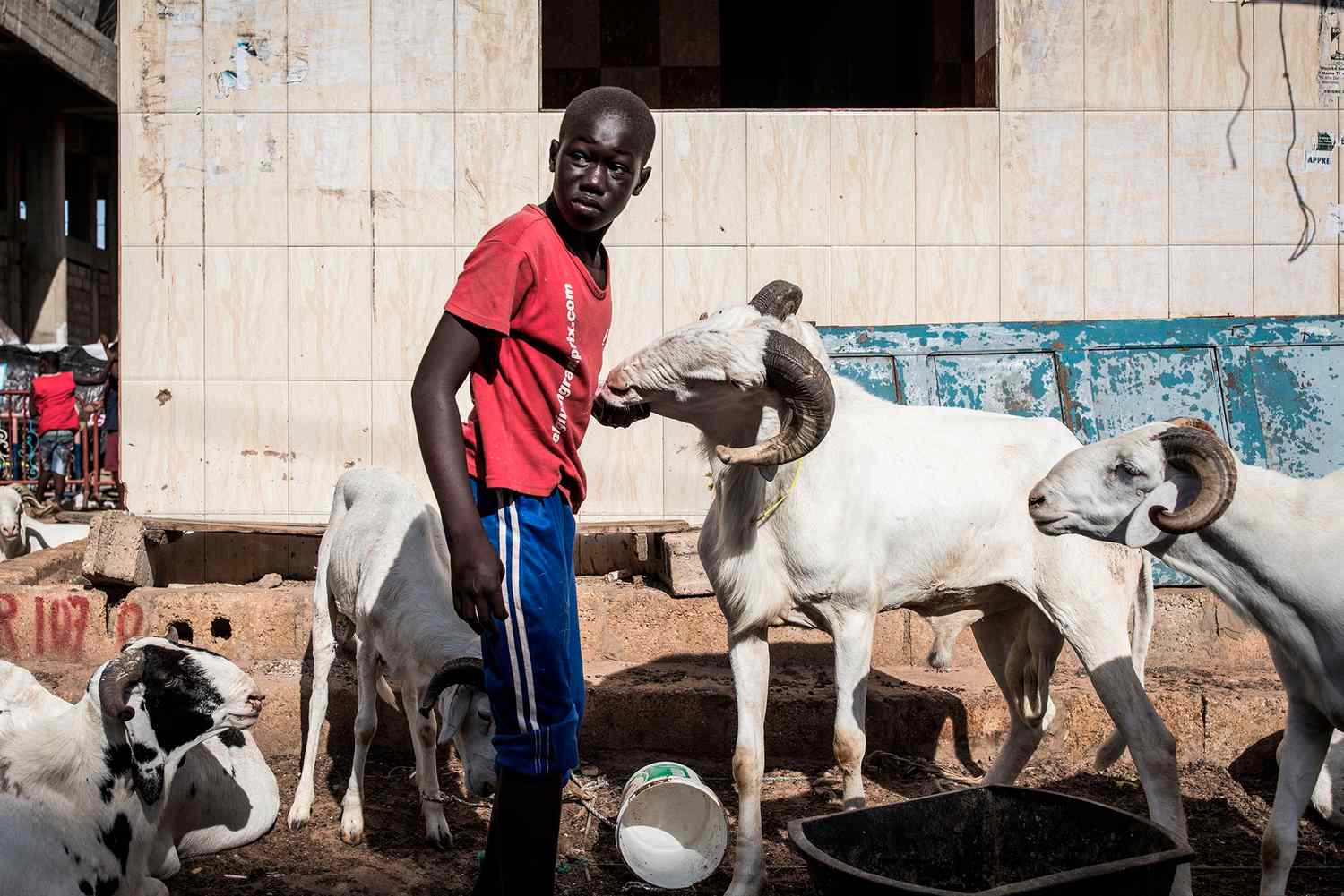 A boy feeding sheep at a makeshift marketin Dakaar