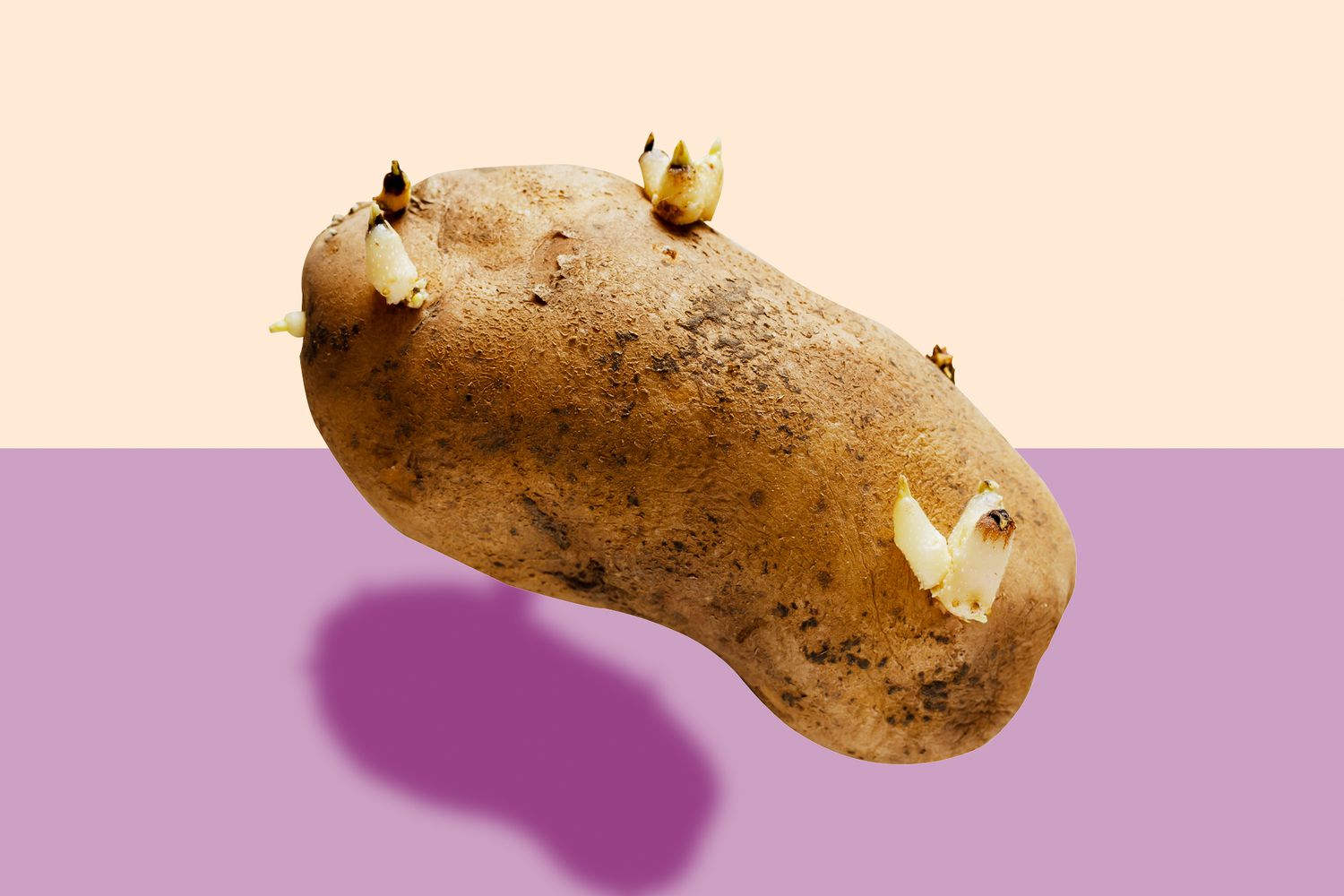 A sprouted potato on a designed background