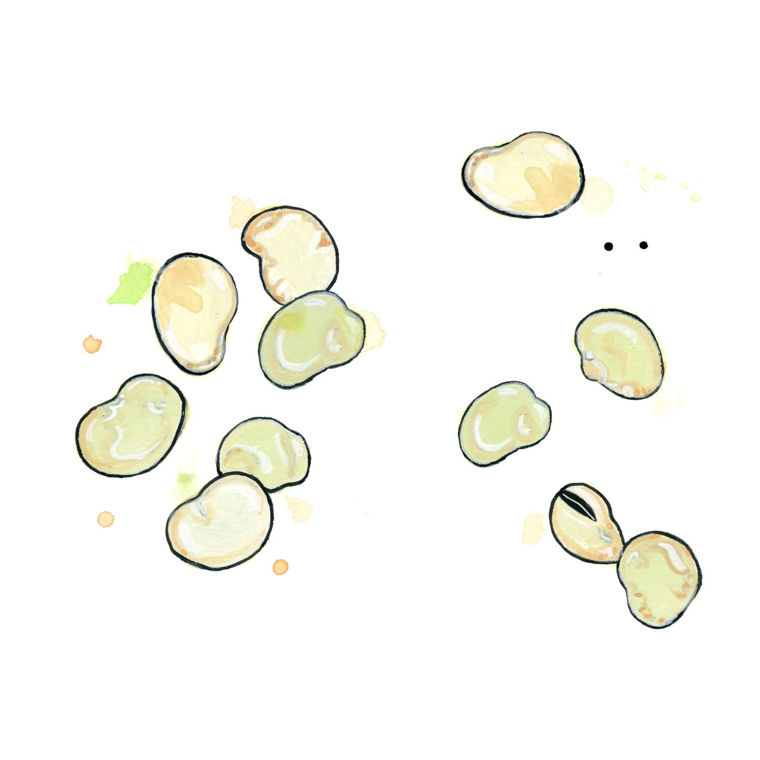 Fava beans illustration