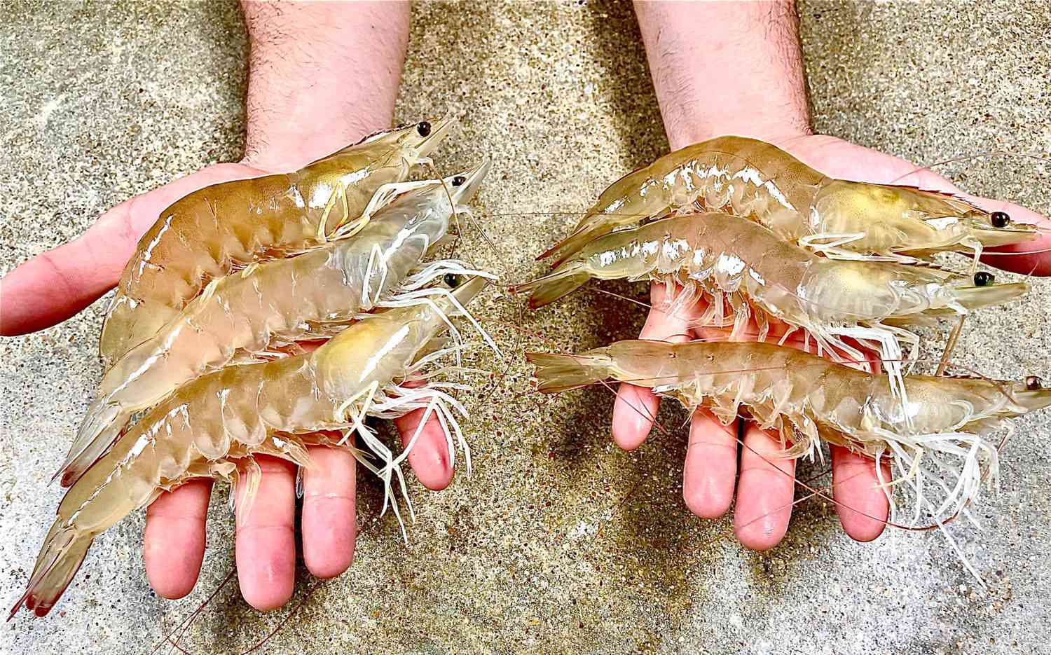Triple J Farm shrimp raw