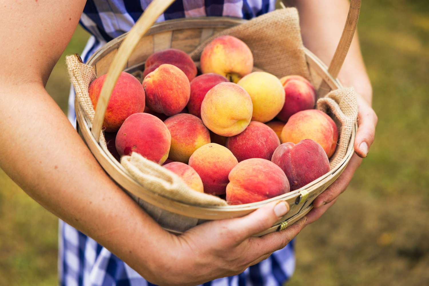 arms holding a basket of peaches