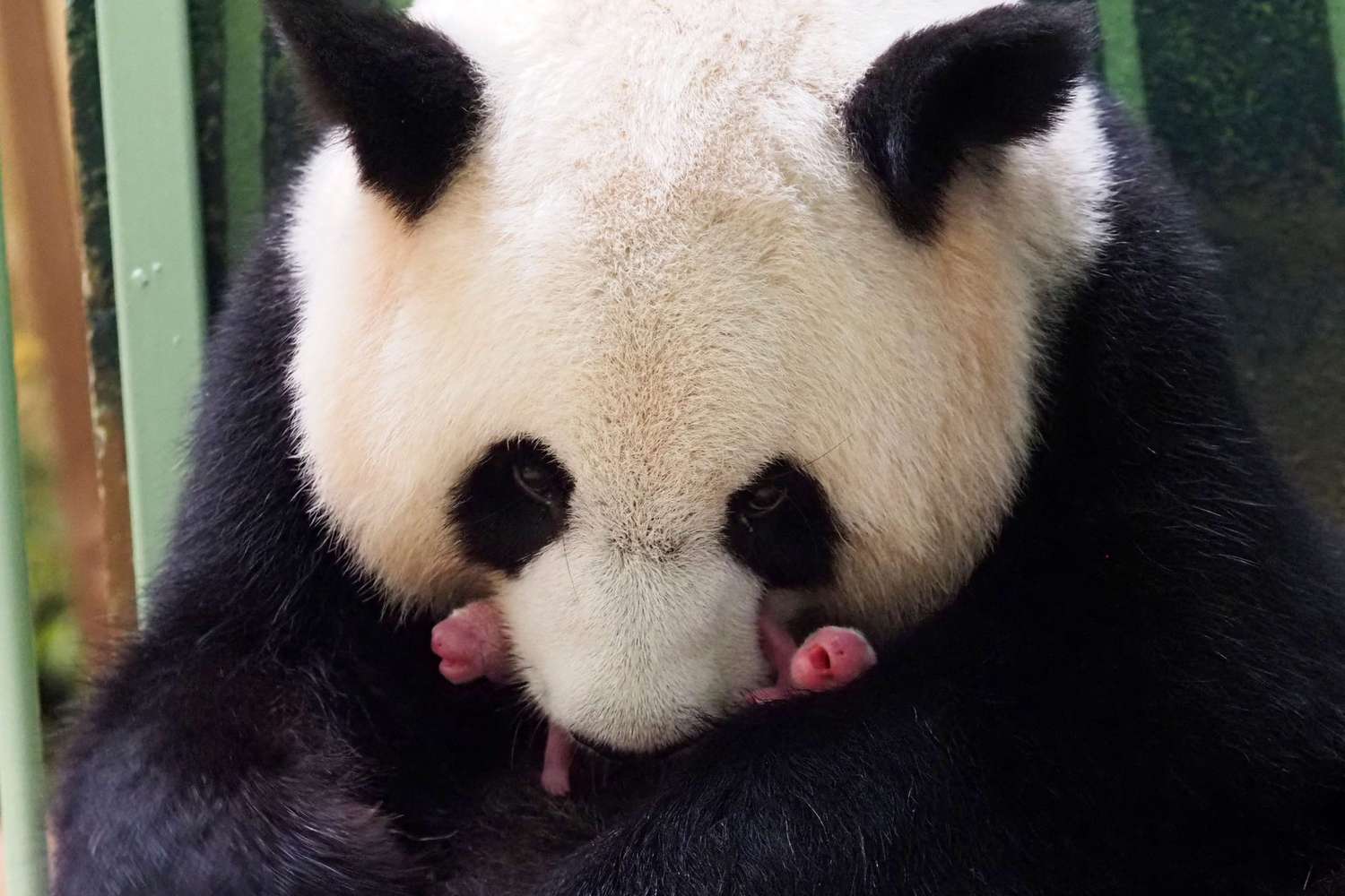 Panda gives birth to twins