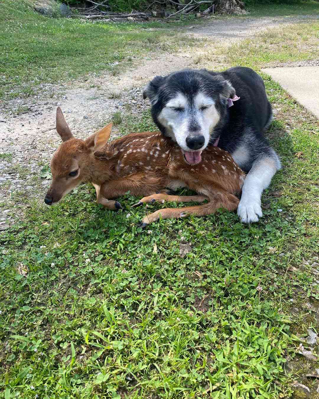 dog and deer