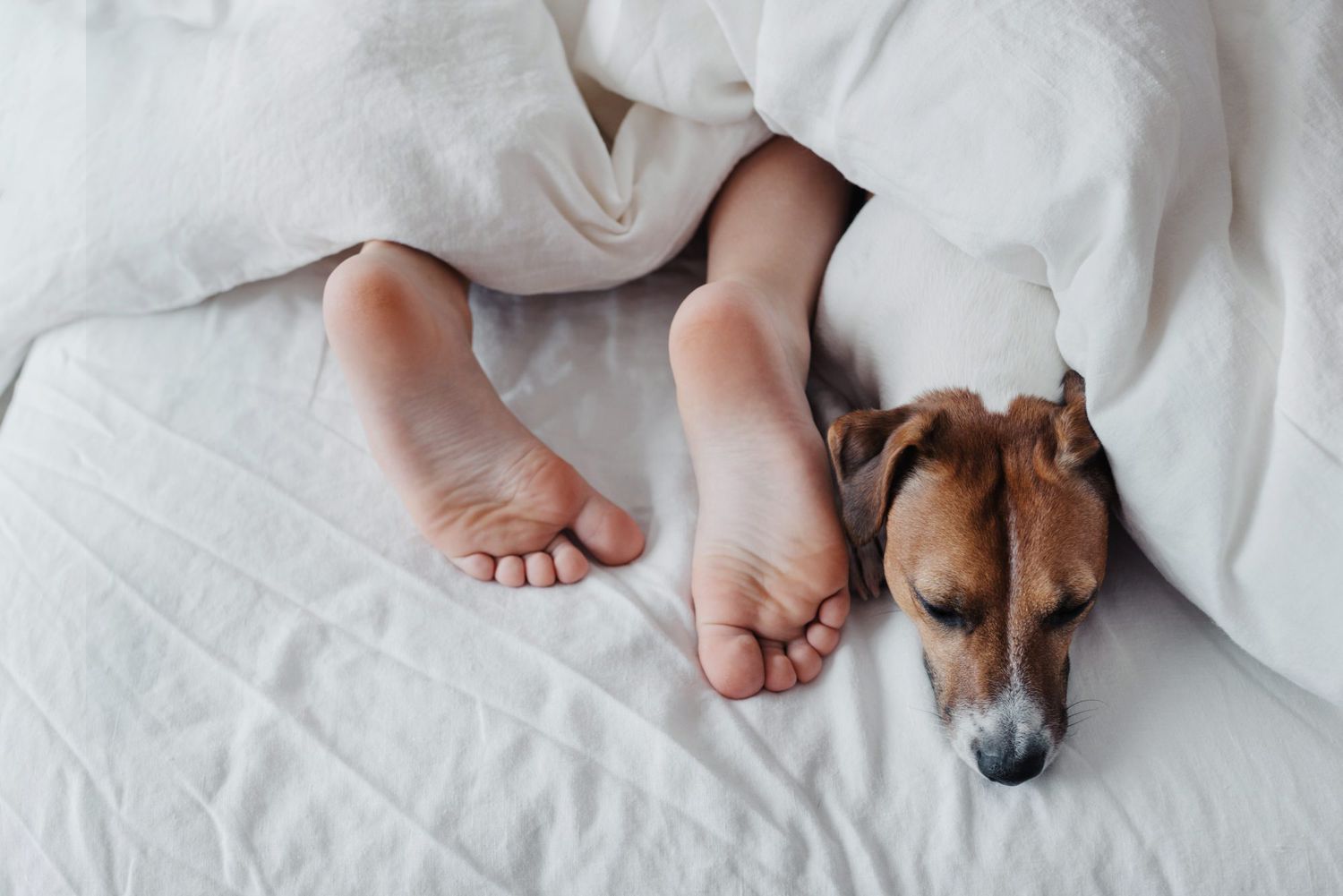 sleeping dog in bed with young boy