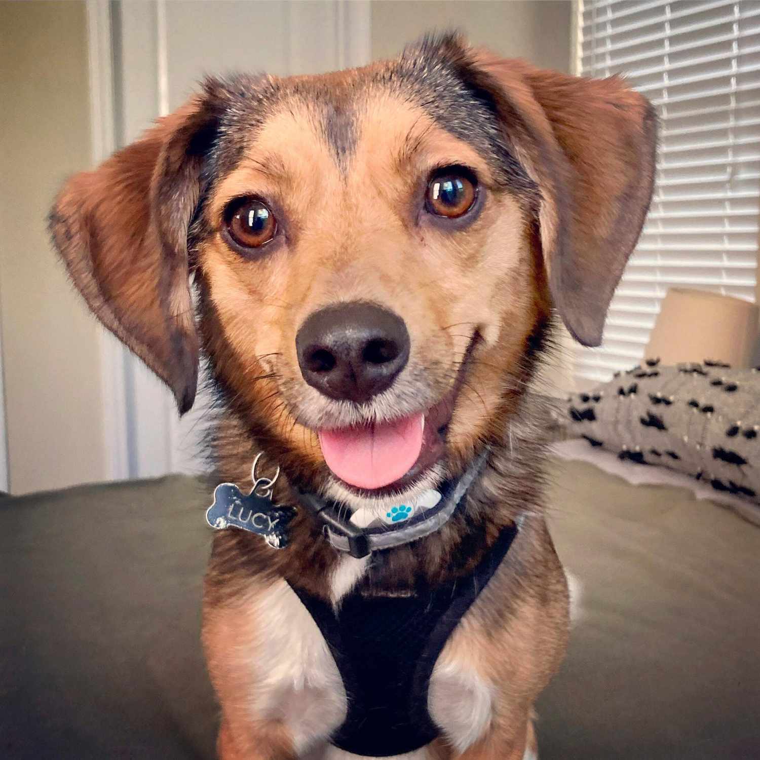 worlds cutest rescue dog finalists