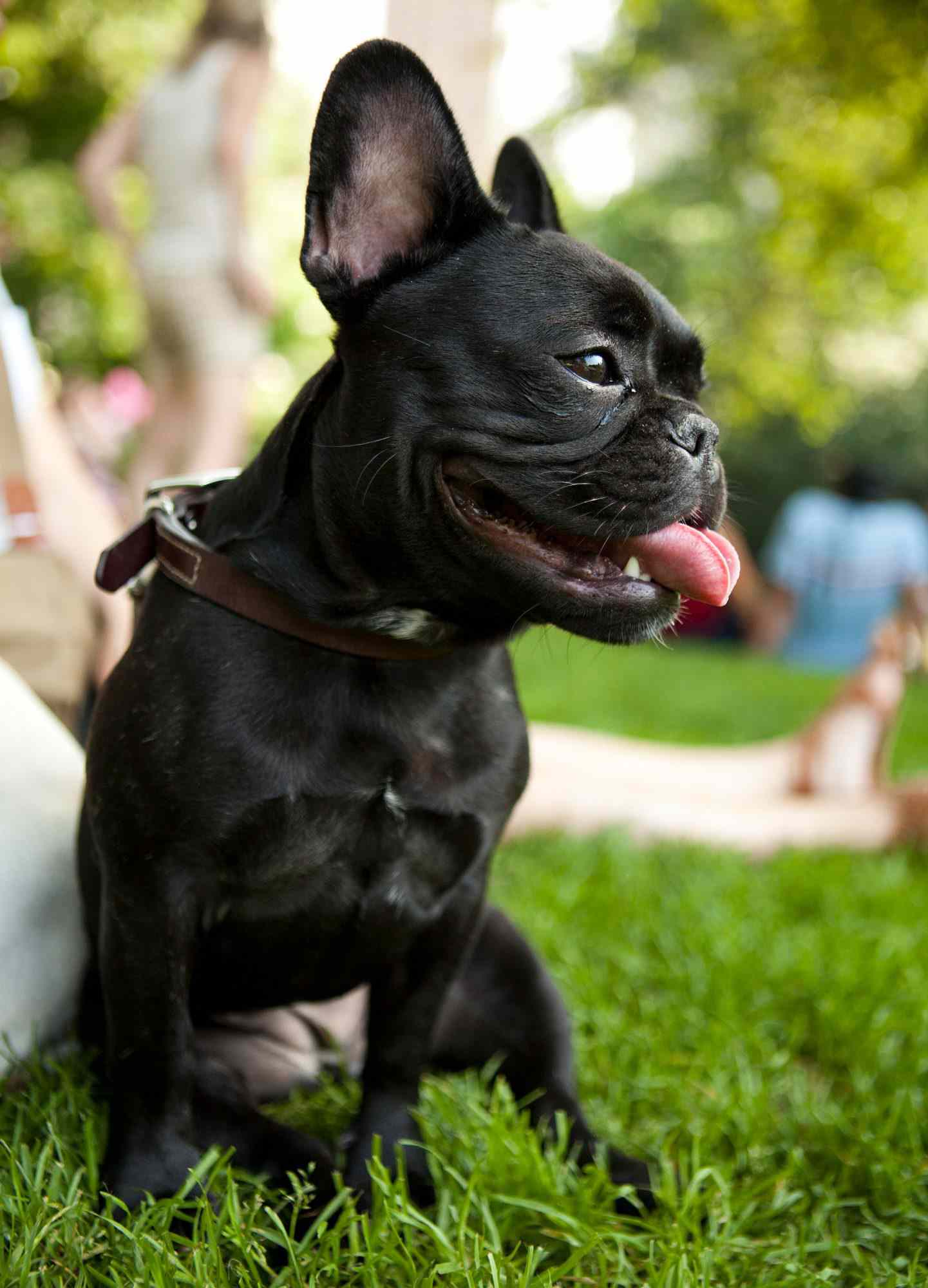 black french bulldog sitting in park