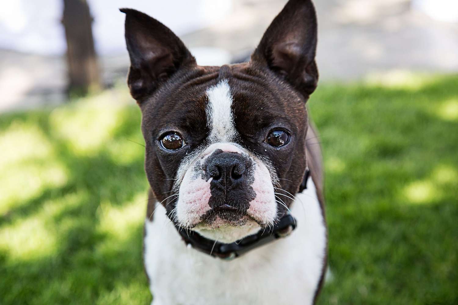 black-and-white boston terrier
