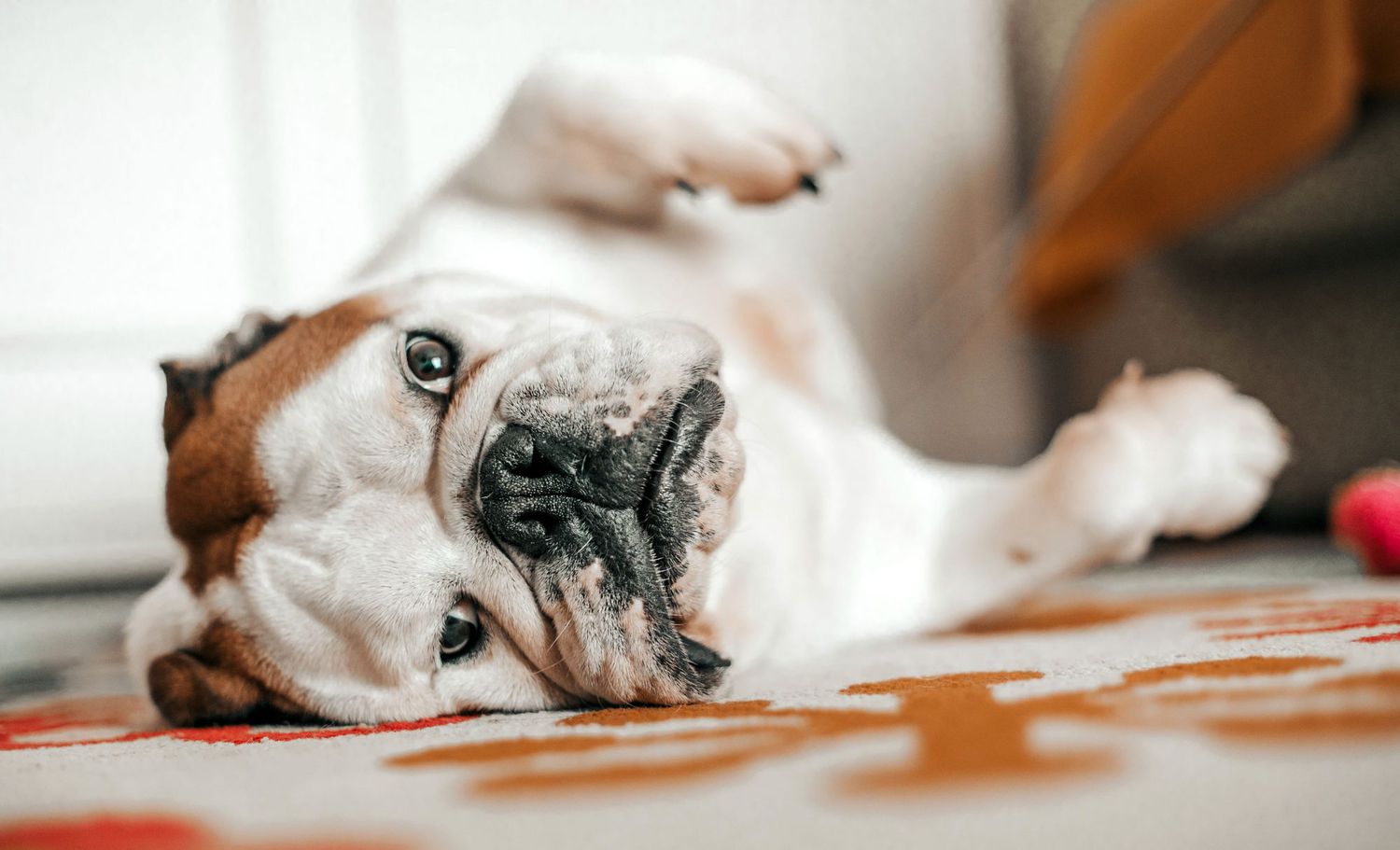 Bulldog Inglés acostado sobre una alfombra de lado