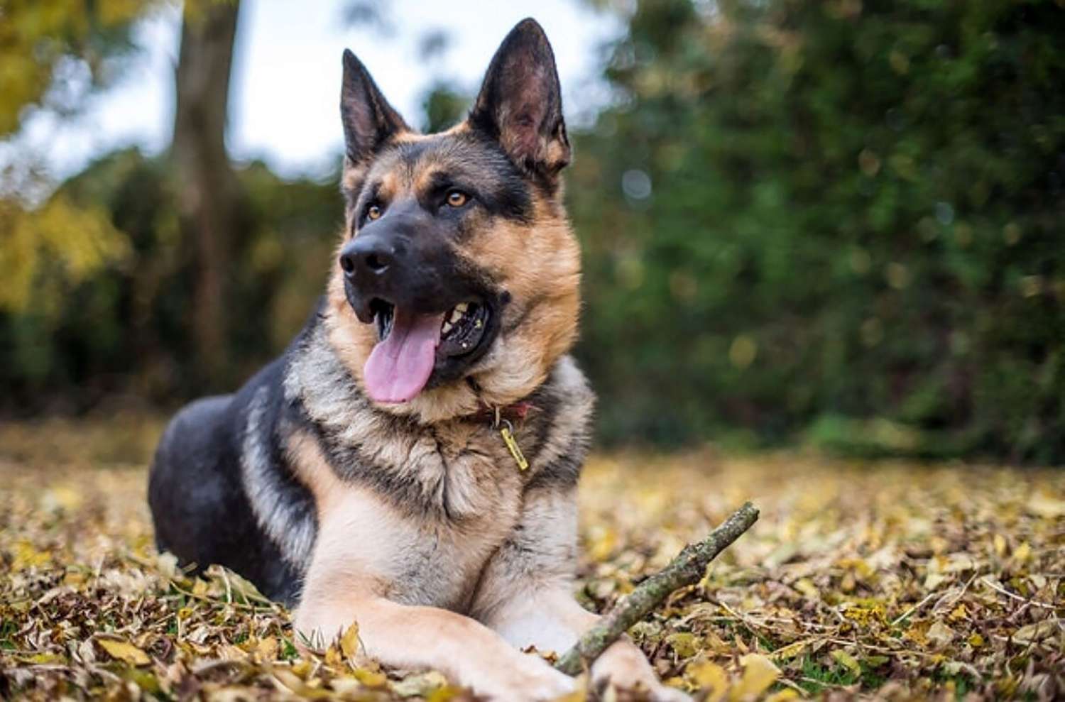 German Shepherd lying in the leaves holding a stick