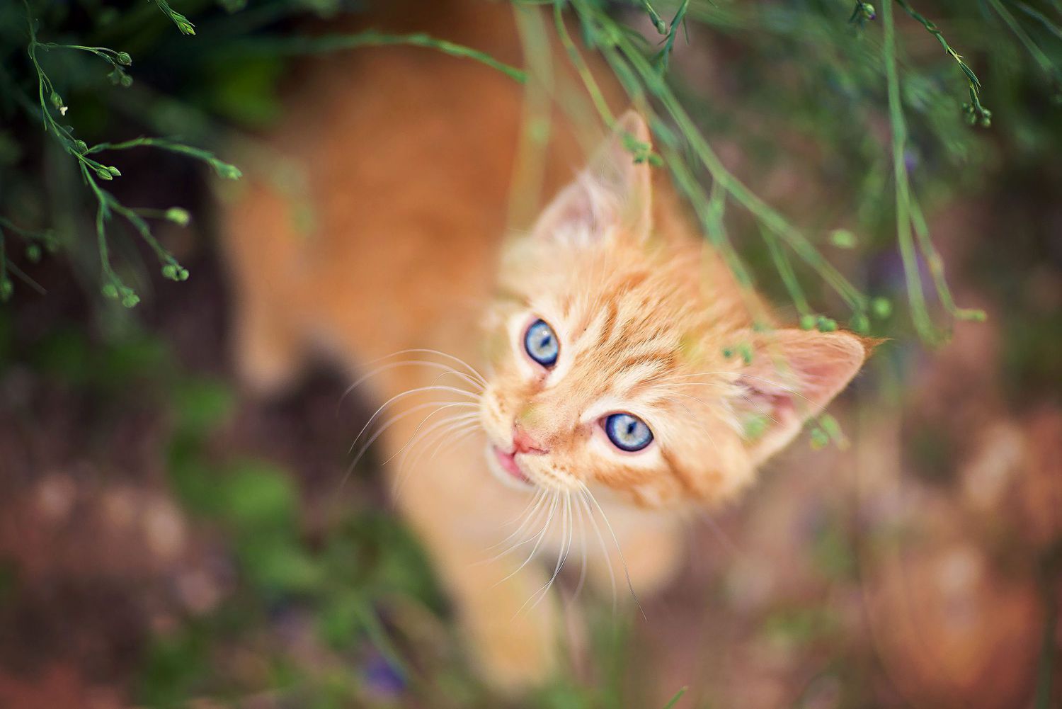 small orange kitten with blue eyes in grass