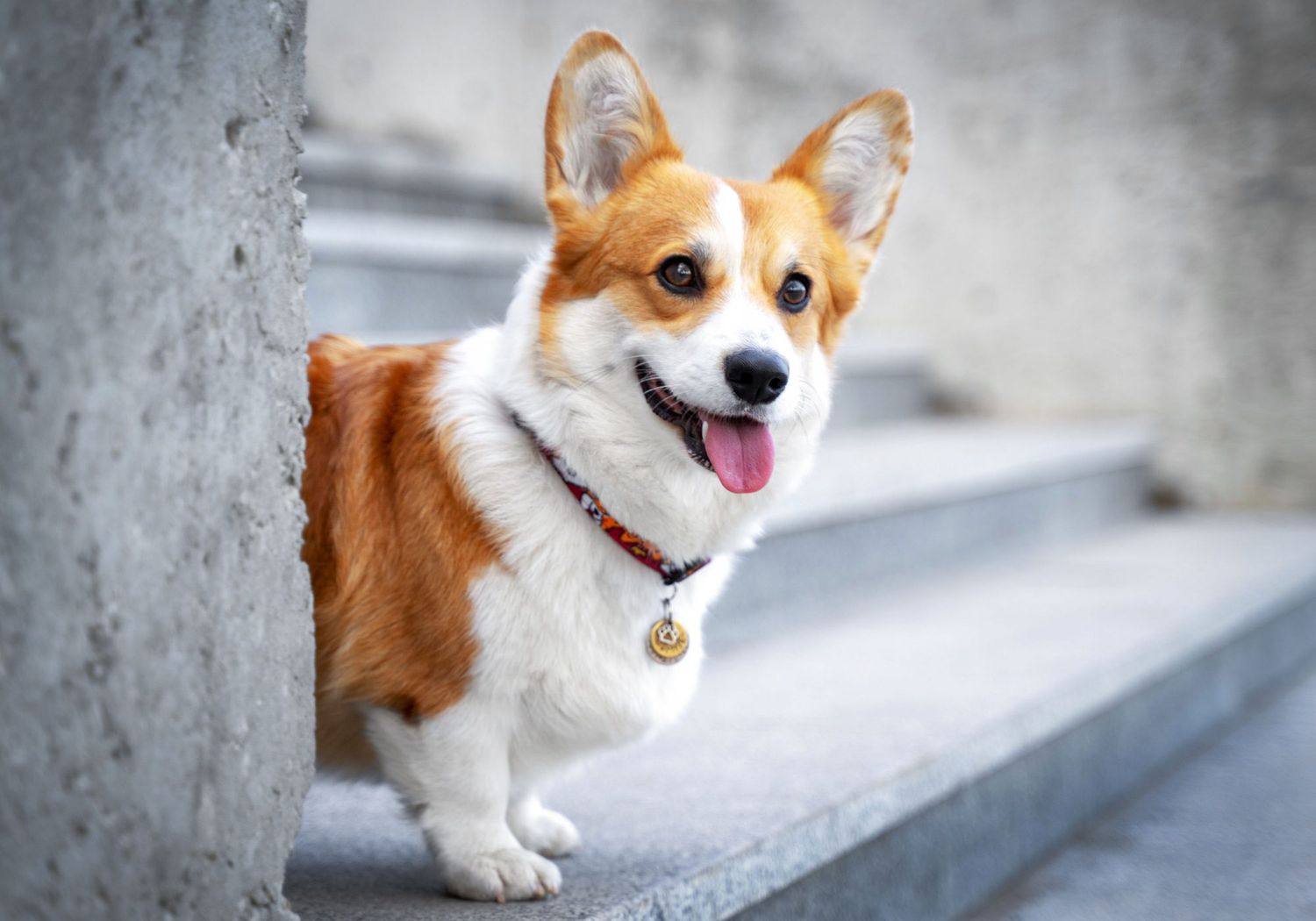 Boy Dog Names: 260 Names for Male Dogs | Daily Paws