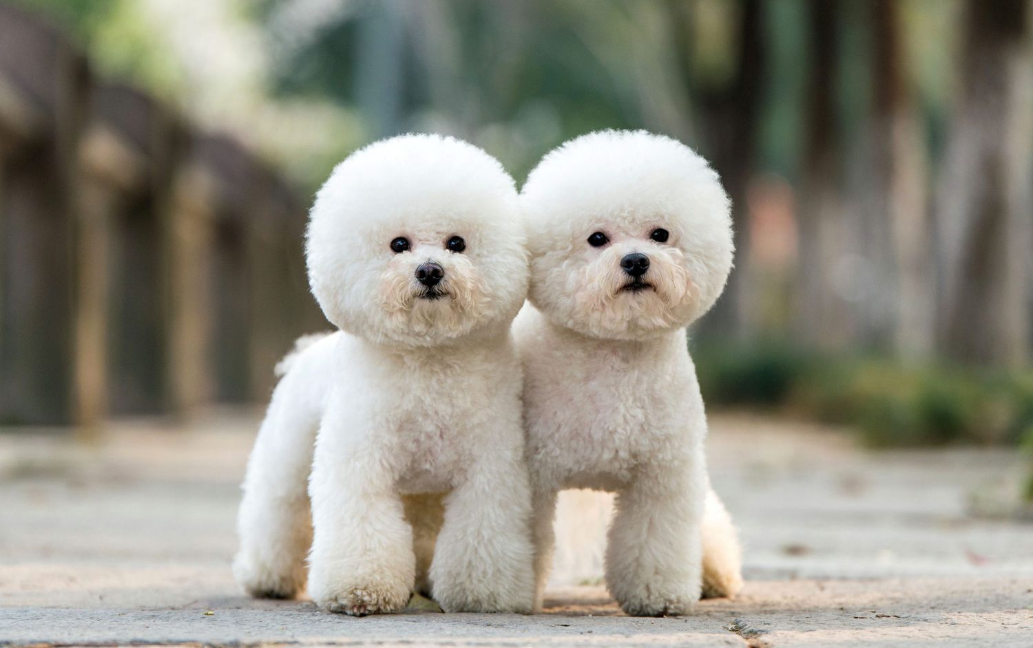 perros hipoalergénicos perfectos para personas con alergias - caniches blancos de corte redondo gemelo