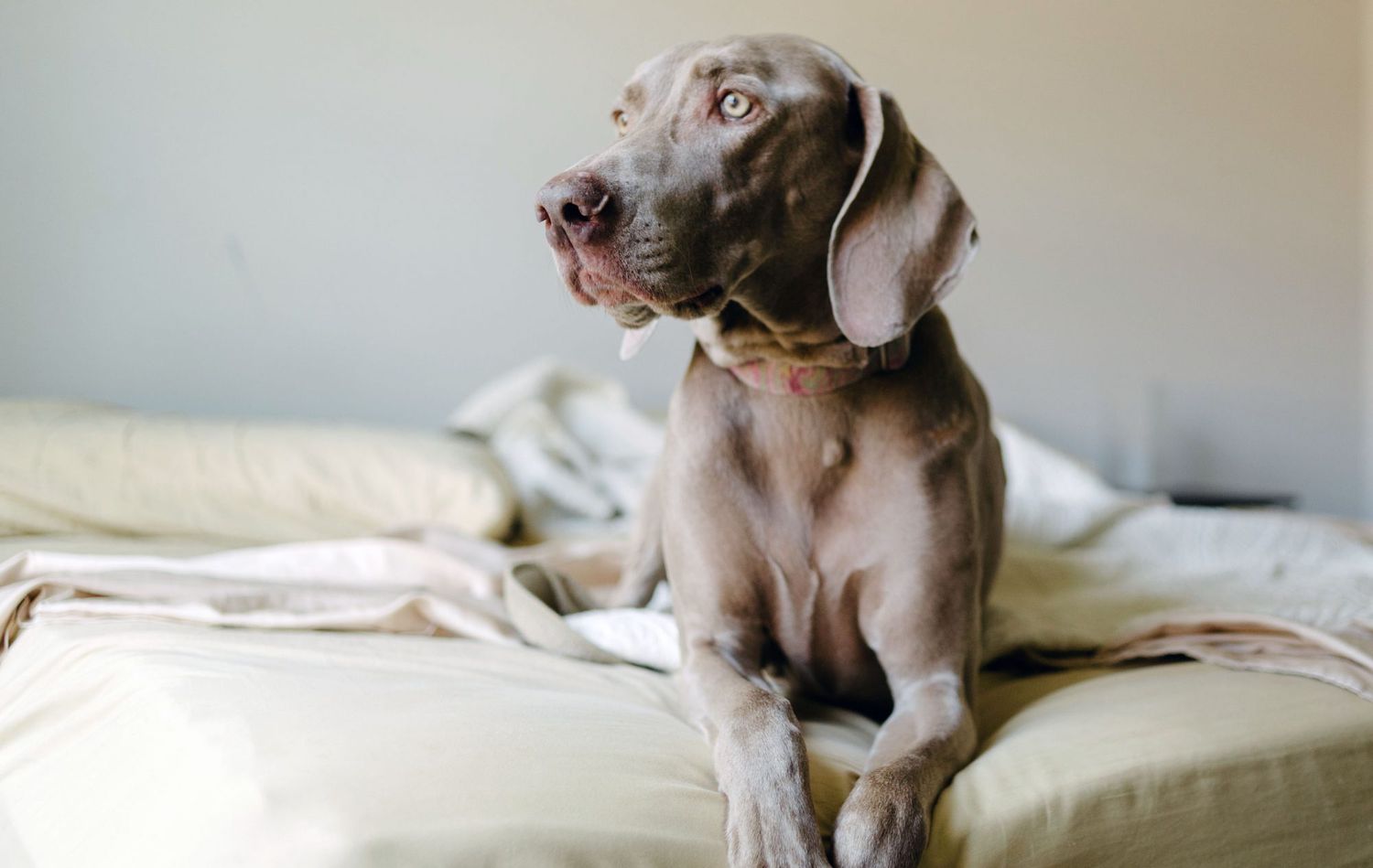 taupe color weimaraner lounging on bed