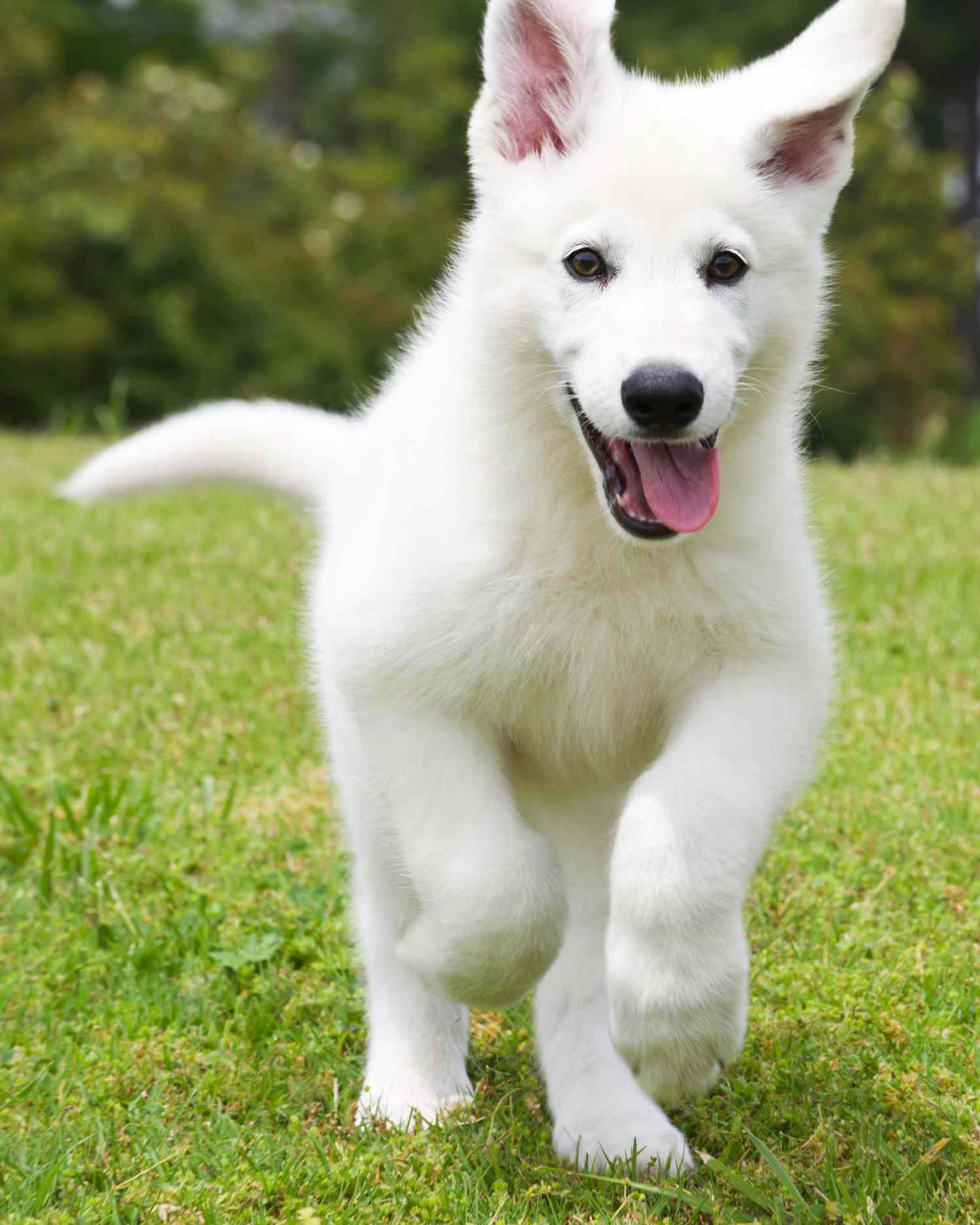 white German Shepherd puppy running in grass