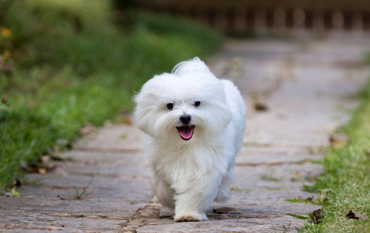 white maltese puppy taking a walk