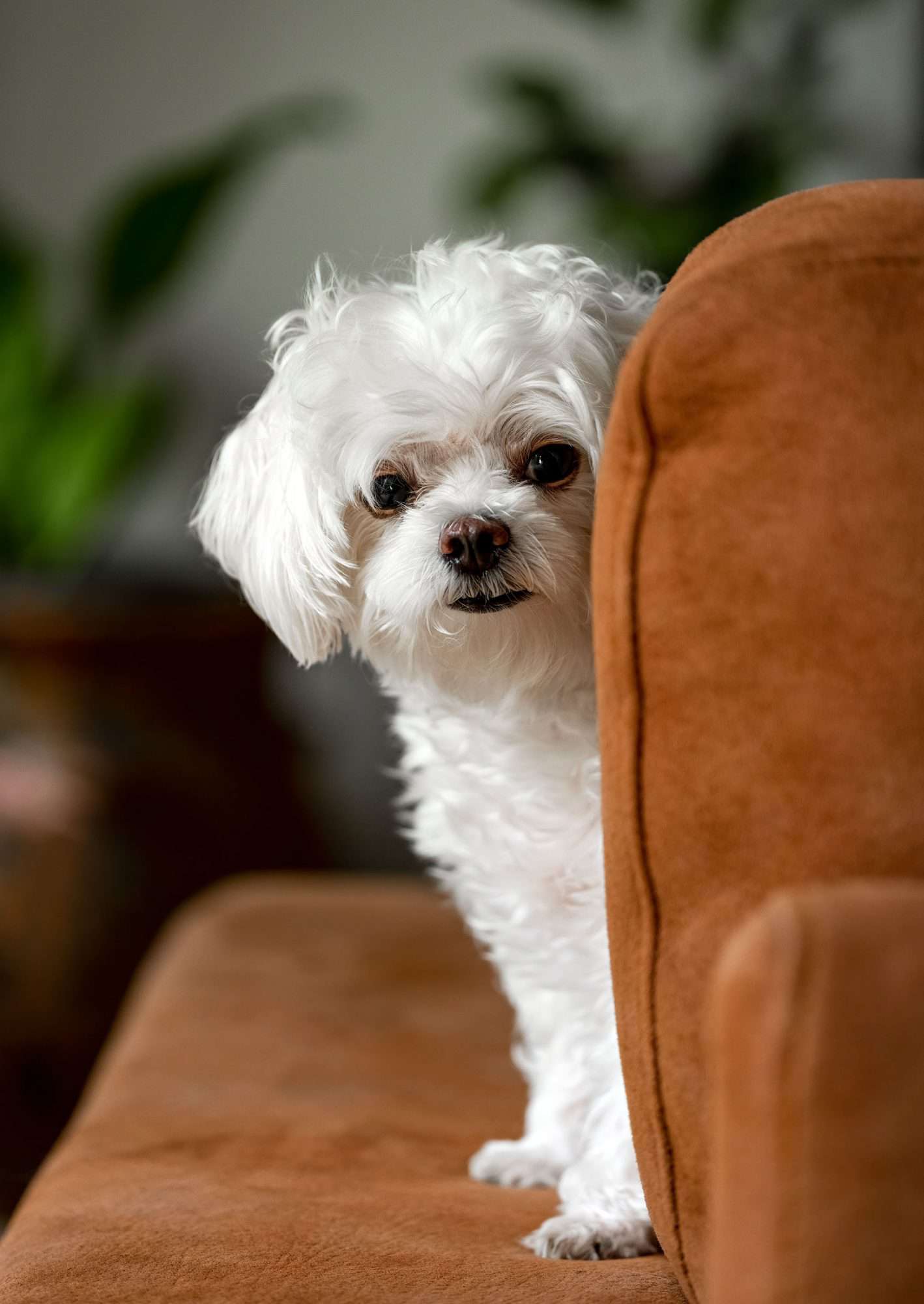 perros hipoalergénicos perfectos para personas con alergias - maltés blanco asomándose alrededor del respaldo tapizado de la silla