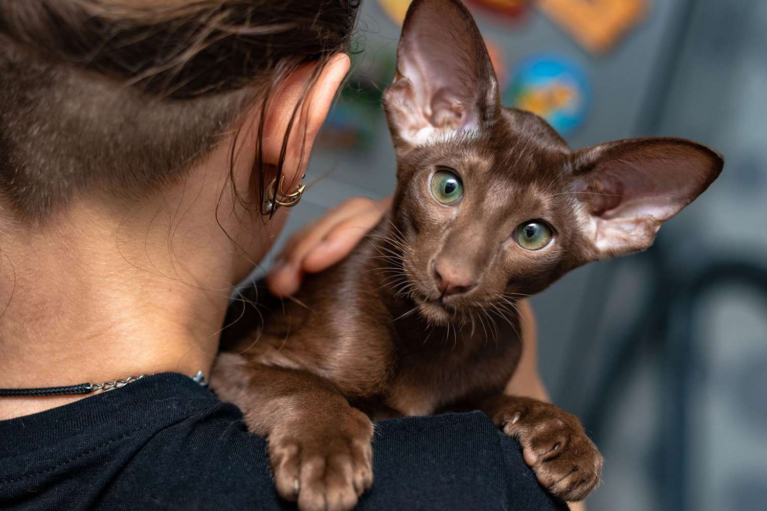Oriental Shorthair kitten with a chocolate hair