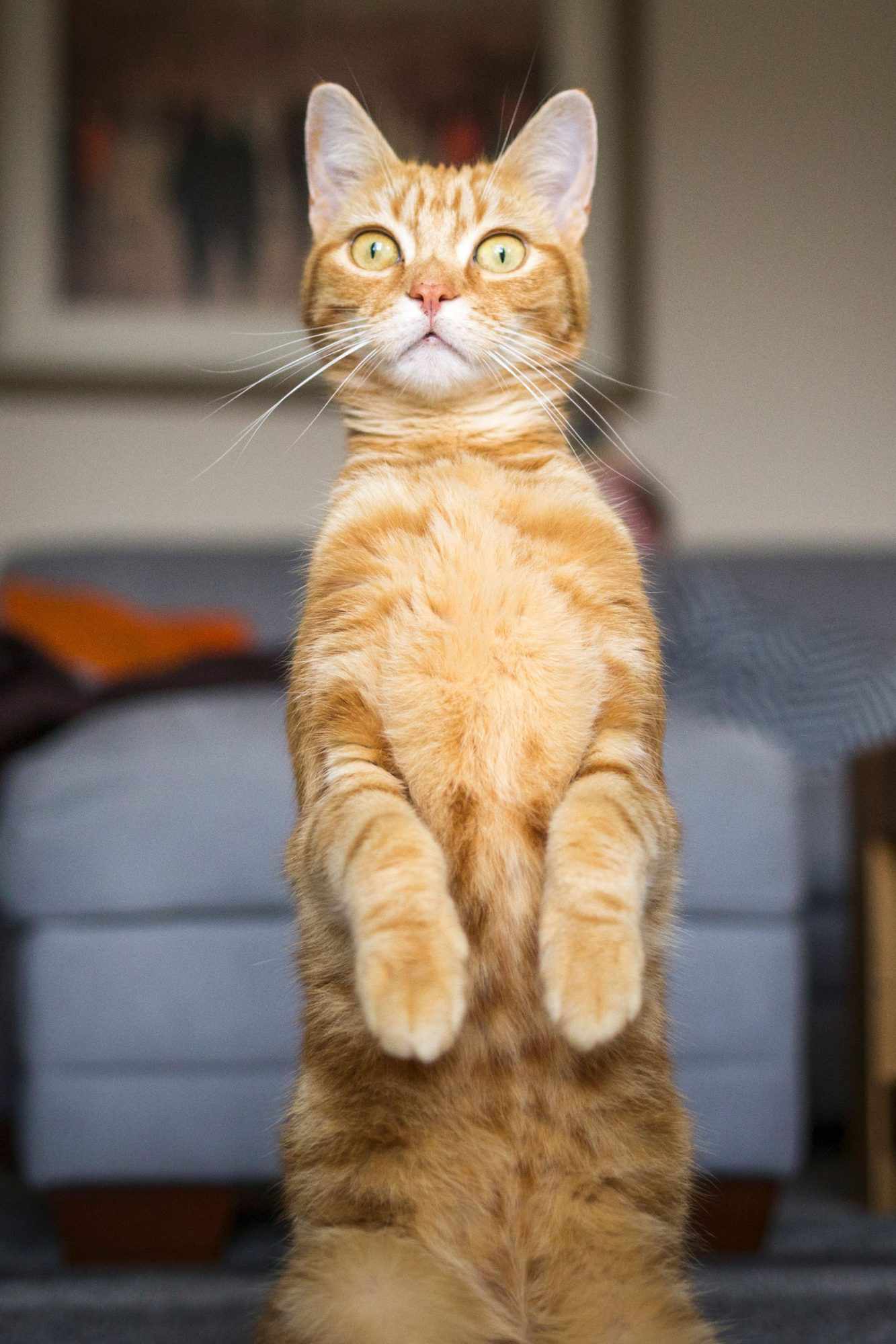 orange cat sitting like a meerkat