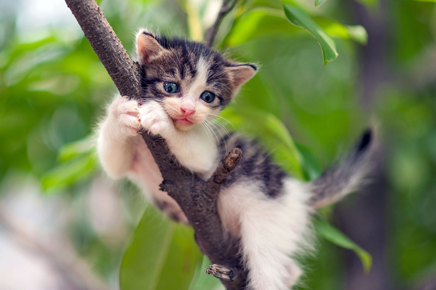 tiny kitten clinging to branch of tree