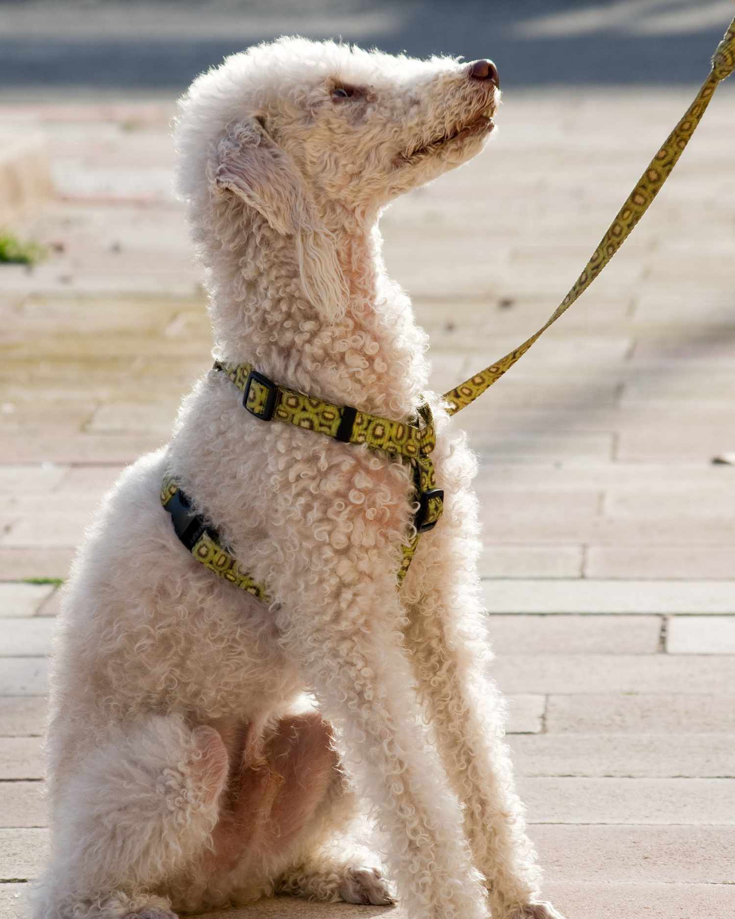 perros hipoalergénicos perfectos para personas con alergias - Bedlington terrier con una correa sentado